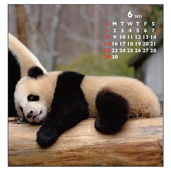 Amazon.co.jp: グリーティングライフ 2025年 カレンダー パンダ